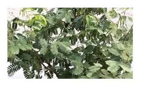 Image result for Acacia burkei