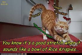 And, i would say no, because cats wouldn't recognize that as food. I Can Has Cheezburger