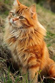 Lion This Summer By Fishermang On Deviantart Long Hair Cat Breeds Cats Long Haired Cats