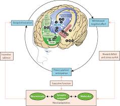 Image result for Addiction Pathophysiology