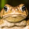 An invasive species is an introduced organism that negatively alters its new environment. Https Encrypted Tbn0 Gstatic Com Images Q Tbn And9gcstqylh2zr5pilpyi9q1dmssoopzwizoktpcunwxdatbjdroev5 Usqp Cau