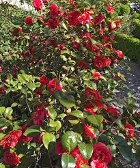 Plants For Dallas Your Source For The Best Landscape Plant Information For The Dallas Ft Worth Metroplexflowers Shrubs Trees At Augusta National Golf Club Landscape Nursery Plants Blooming Plants