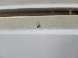 The theory (i think) is that the cone amplifies the scent of the vinegar and then makes it hard for the flies to escape. Apartment Being Overrun By Small Flies Please Help Doityourself Com Community Forums