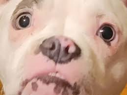 Do dogs see the auroras or sense atmospheric changes?