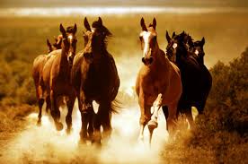 Formas De Expressao E Sinais Da Comunicacao Dos Cavalos