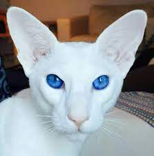 White Oriental Pretty Cats Oriental Shorthair Cats Beautiful Cats