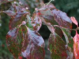 Maybe you would like to learn more about one of these? Dogwoods In Autumn Ramblin Through Dave S Garden