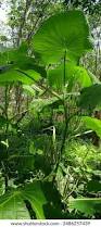 Image result for Piper umbellatum