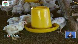 Silahkan melihatnya di arikel ini, informasi ini di dapat dari situs yang terpercaya dengan referensi resmi sebagai pelaku bisnis sebaiknya memiliki refrensi harga. Berita Harga Ayam Potong Hari Ini Kabar Terbaru Terkini Liputan6 Com