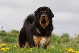 Mastif tybetanski w kategorii psy. Top 10 Najdrozszych Ras Psow I Kobieta Onet Dom