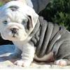 Pomeranian/french bulldog mix pic hide this posting restore restore this posting. Https Encrypted Tbn0 Gstatic Com Images Q Tbn And9gcq81o1sbkypig82r Nltgocpizxzkcbqnuixkzqdkdkz6pxk7cn Usqp Cau