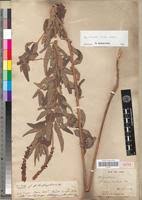 Image result for Eriosema nutans