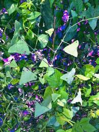 Ficus triangularis plant is known as the sweetheart tree, having deep green and glossy leaves with a unique triangular shape. North Haven Village Employs Weevils To Combat Invasive Weed 27 East