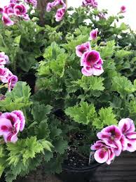 Image result for Geranium vagans