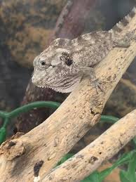 He comes with everything he needs including his 30 gal terrarium, set up and food. Moc Reptiles Babies Cuban False Chameleons Chamaeleolis Facebook