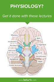 The 12 Cranial Nerves And Their Functions Medical Library Cranial Nerves Nursing Mnemonics Brain Anatomy