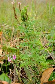Image result for Indigofera fuscobarbata