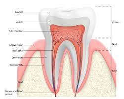 Image result for Tooth Anatomy