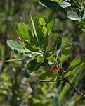 Image result for Terminalia brachystemma