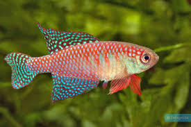 Image result for Hypselodelphys