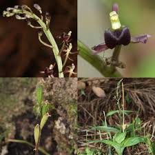 Image result for Liparis nervosa