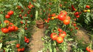 Check spelling or type a new query. Locuri De MuncÄ In Olanda FÄrÄ CunostinÅ£e De LimbÄ StrÄinÄ In Sectorul Agricol