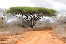 Image result for Chionanthus battiscombei