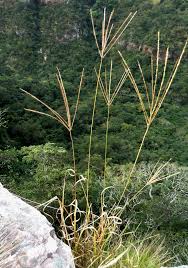 Image result for Digitaria setifolia
