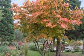 Japanischer Ahorn Vitifolium Acer Japonicum Vitifolium Japanischer Ahorn Pflanzen Alleebaum