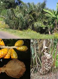 Image result for Raphia ruwenzorica