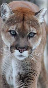 Pinterest Pages Animals Wild Animals Big Cats