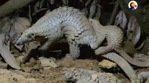 Pangolin (baby) toy figure moveable fidget replica free shipping, toys, statue, animal, educational, help save the pangolins (made in usa) reflectionsonearth. Pangolin Baby Won T Let Go Of His Mom Youtube
