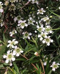 Image result for Leptospermum petersonii