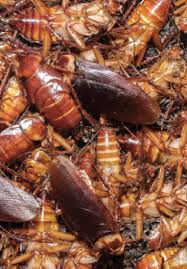 3 easy steps to protect how to get rid of asian lady beetles. Ecosmart Biorational Insecticides Alternative Insect Control Strategies Intechopen