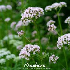 Image result for Valeriana