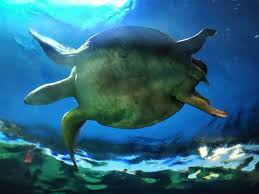 Experience the aquarium in a whole new way. Vancouver Aquarium Timings Prices Parking Other Details Trekkerpedia