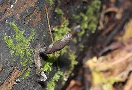 Image result for Xylaria polymorpha