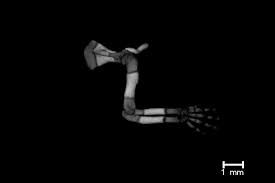 Youtube movies and shows are part of youtube's gigantic streaming network. The Visible Skeleton 2 0 Phenotyping Of Cartilage And Bone In Fixed Vertebrate Embryos And Foetuses Based On X Ray Microct Development