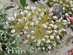 Image result for Limeum