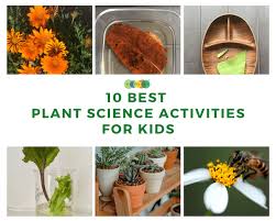 Water cycle kids activity, printable nature study, kindergarten science game, homeschool teaching tool, elementary science, matching game. 10 Best Plant Science Activities For Kids Kidpillar