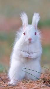 albino squirrel jutta thommes albino jutta squirrel thommes haustiere seltene tiere eichhornchen