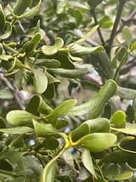 Image result for Viscum subserratum