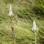 Image result for Sonchus dregeanus