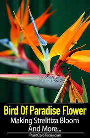 Pin On Flower Gardening