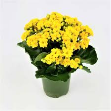 Image result for Kalanchoe