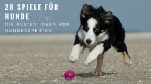 Haushaltshilfe gehört zu den sinnvollen tricks für hunde. 28 Spiele Fur Hunde Die Besten Ideen Von Hundeexperten