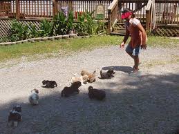 We are proud to serve families in virginia and beyond. Shenandoah Shih Tzu