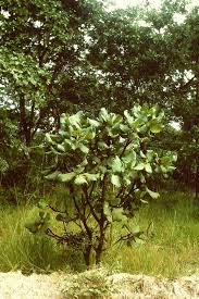 Image result for Uapaca