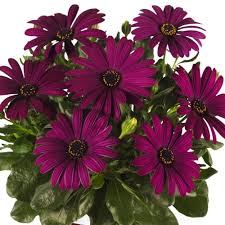 Image result for Osteospermum muricatum