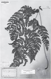 Image result for Dryopteris kilemensis
